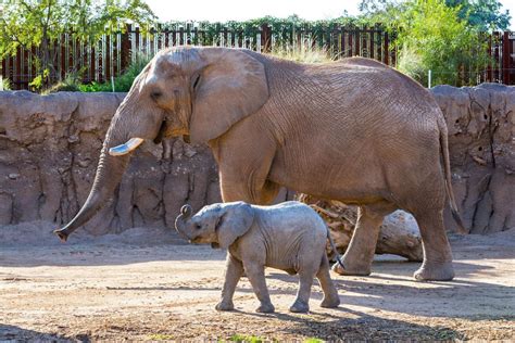 Tucson elephant packs his trunk for San Diego Zoo | Local news | tucson.com