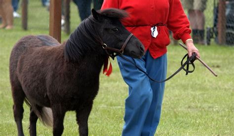 How Much Do Miniature Horses Cost - Helpful Horse Hints