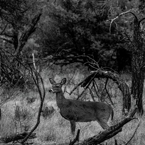 Whitetail Deer Doe 001032 Photograph by Renny Spencer - Pixels