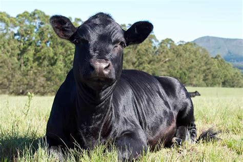 Aberdeen Angus Cattle Breed: Facts, Origin & History (with Pictures ...