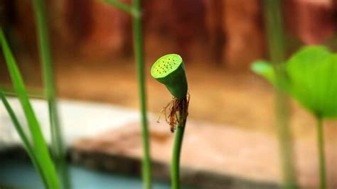 Premium Photo | A carnivorous plant with a pitcher plant in the foreground.