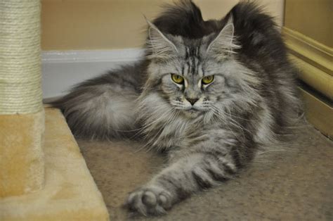 Mona of EuroCoons - Silver Classic Female Maine Coot Cat - Maine Coon Kittens For Sale | Maine ...