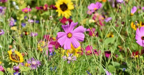 Wildflower Lawn Guide (Why a Wildflower Lawn Might Be Right for You)