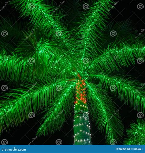 Palm Trees Decorated with Christmas Lights Stock Photo - Image of ...