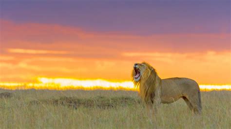 Lions versus Hyenas | ZDF Studios