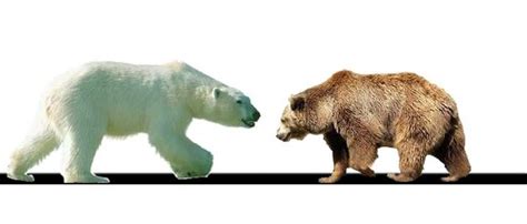 Polar Bear vs Grizzly Bear | Polar Bear vs Brown Bear • PolarBearFacts.net