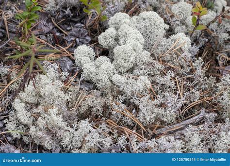 Lichen - Cladonia Rangiferina. Stock Photo - Image of macro, environment: 125750544