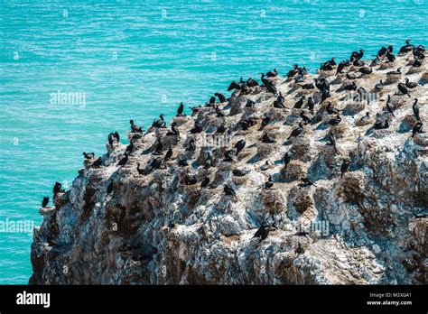 Qinghai birds hi-res stock photography and images - Alamy