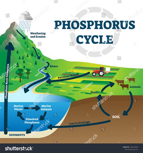 Biogeochemical Cycle Of Phosphorus