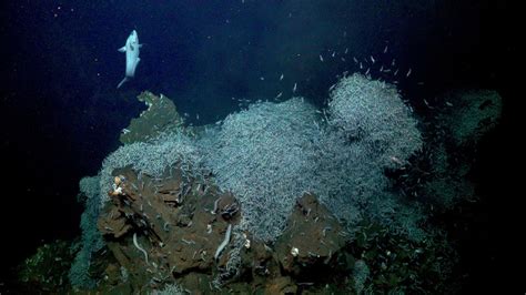 Biology of Deep-Sea Hydrothermal Vents - Schmidt Ocean Institute