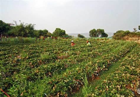 Mahabaleshwar's Berry Best: A Guide To Visiting Strawberry Farms