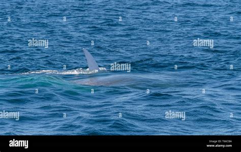 Blue whale (Balaenoptera musculus) lunge feeding off the coast of Baja California Stock Photo ...