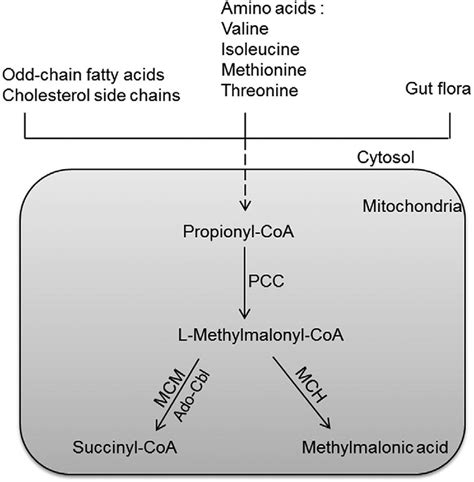 Schematic presentation of methylmalonic acid metabolism. Ado-cbl ...