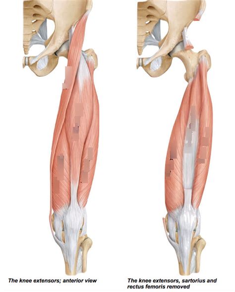 Anatomy Lab 6.9: Knee Muscles Diagram | Quizlet