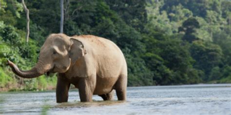 Indonesia’s Rainforests: Biodiversity and Endangered Species - Rainforest Action Network