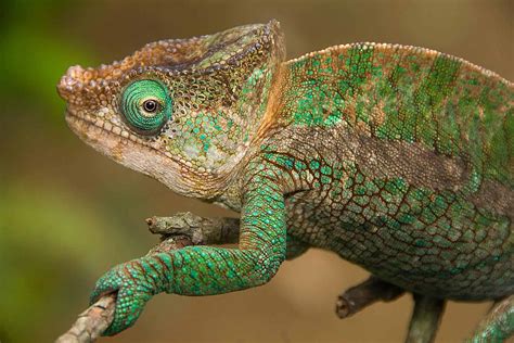 Chameleons: Types, Characteristics, and Photos