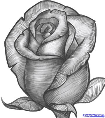 Flowers Drawing With Pencil Shading | Best Flower Site