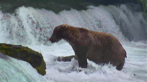 Brown Bear Cam - Brooks Falls in Katmai National Park | Explore.org