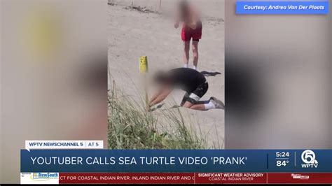 Video appearing to show tampering with turtle nest was fake prank, teen says