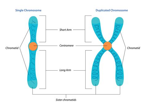 Illustration of Singel and duplicated chromosome structure 12324913 ...
