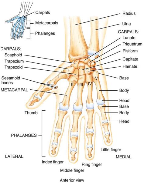 Bones of the hand | Part of hand, Hand bone, Index finger rings