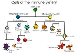 MCAT Biology - The Immune System Flashcards | Quizlet