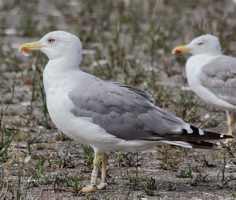 (under construction...): Gull rings & the Yellow-legged Gull (Larus michahellis) as probable ...