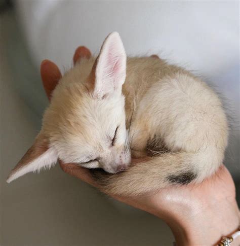 Baby Fennec Fox (crosspost from r/Eyebleach) : r/EverythingFoxes