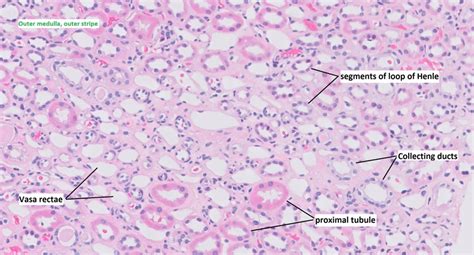 Renal Medulla Histology And Diagram Getbodysmart - vrogue.co