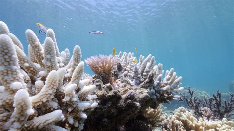 Bleaching May Have Killed Half the Coral on the Northern Great Barrier Reef, Scientists Say ...