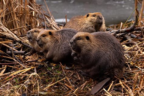 Beaver Family | Pius Sullivan | Flickr