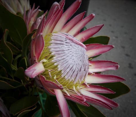 A Photo A Day: The Waratah a beautiful flower native to Australia