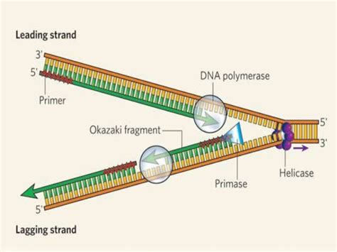 Bidirectional and rolling circular dna replication