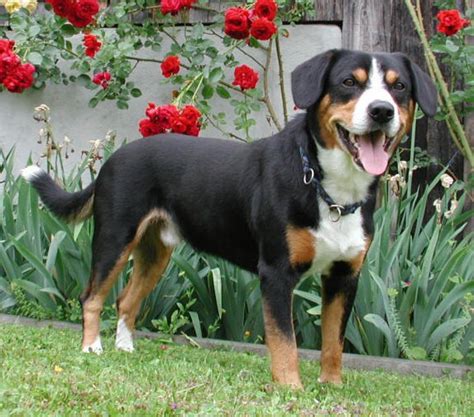 Entlebucher Mountain Dog - Puppies, Rescue, Pictures, Information ...