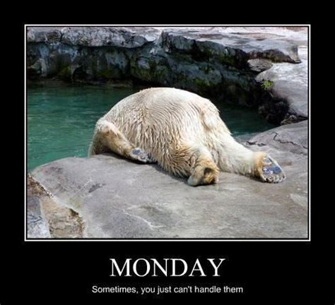 Monday Humor, Monday Quotes, Funny Monday, Monday Pictures, Funny Pictures, Monday Pics, Amazing ...