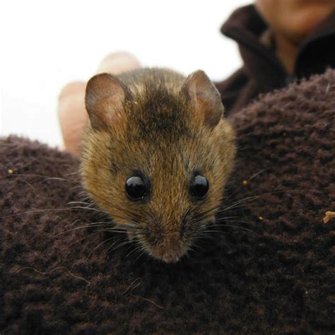 Who can resist these big brown eyes? The tiny salt marsh harvest mouse can only be found in the ...