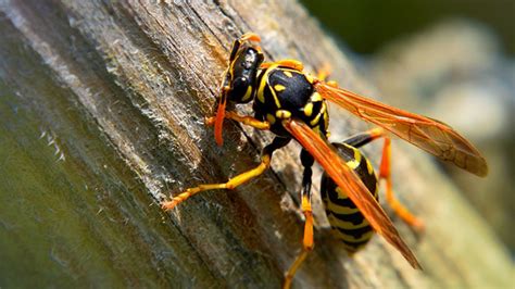 Deadly stings from bees, wasps, hornets increase over last 5 years, CDC finds - ABC30 Fresno