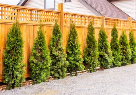 Installing Privacy Trees Instead of a Fence | Cumming, GA