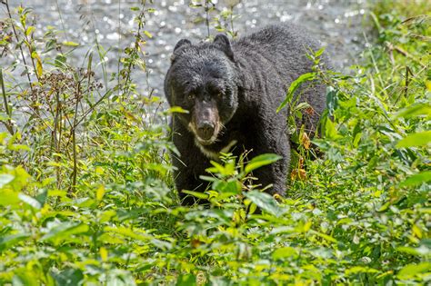 Steve Williamson Wildlife Photography | black bear