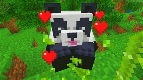 I finally found a panda in minecraft (how to tame) - YouTube