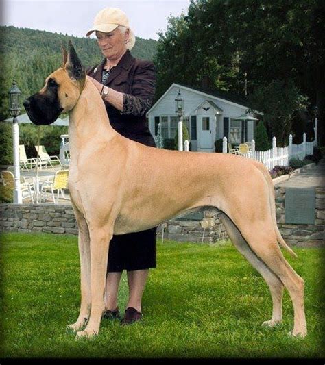 DOG SHOW POOP: WESTMINSTER GREAT DANE, MASTIFF, & GERMAN PINSCHER Great Dane Mastiff, Great Dane ...