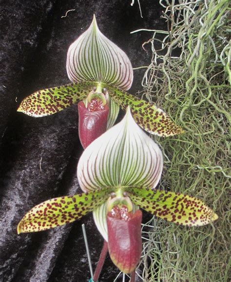 Paphiopedilum