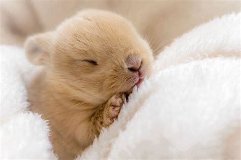 75 Photos Of Irresistibly Cute Bunnies That Will Put A Smile On Your ...