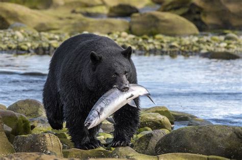 Kanada | British Columbia Abenteuerliche Trekkingreise im Norden von ...