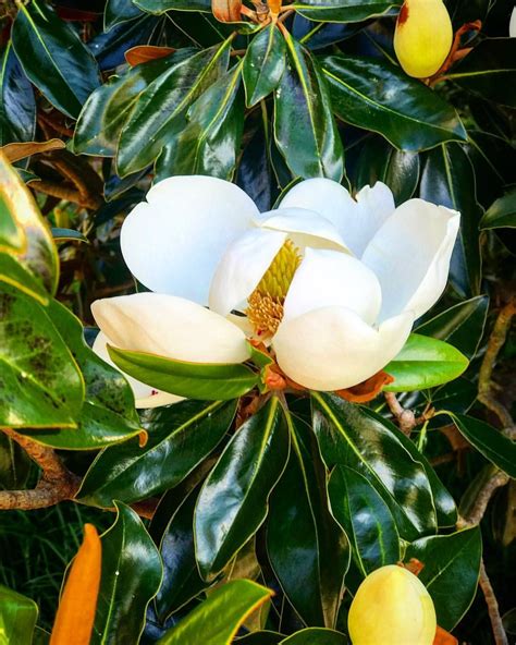 The magnolia blossom was designated the state flower of Louisiana in 1900. The large, fragrant ...