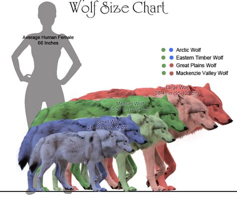 Wolf Size Chart in Three Different Colors