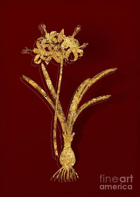 Gold Guernsey Lily Botanical Illustration on Red Mixed Media by Holy Rock Design - Fine Art America