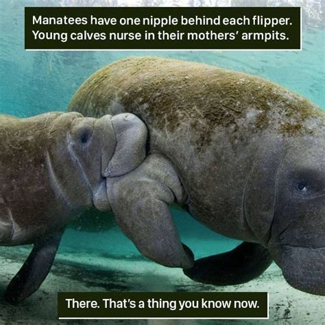 116 Times Nature Proved It’s Too Weird For Us To Handle | Weird animal ...