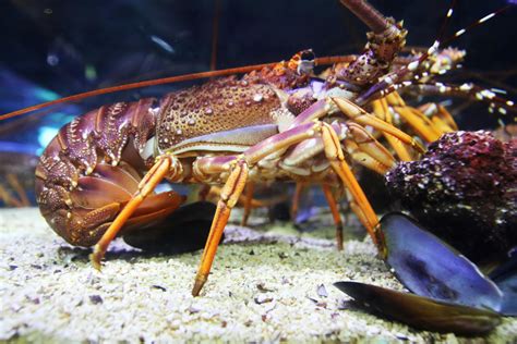 Free stock photo of animals, aquarium, crayfish