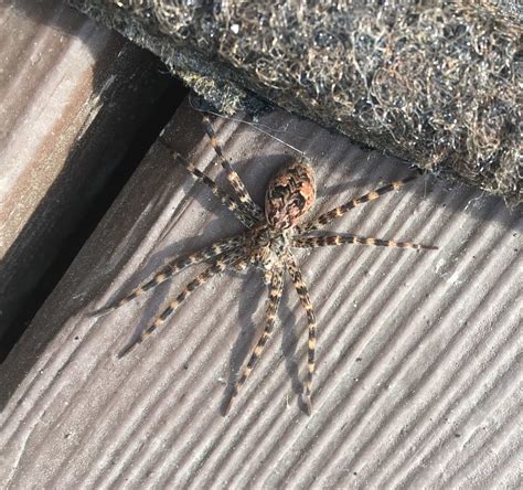 Dolomedes tenebrosus (Dark Fishing Spider) in Virginia United States